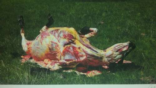 Signed James Oatway photograph "Bos Primigenius - Cow"