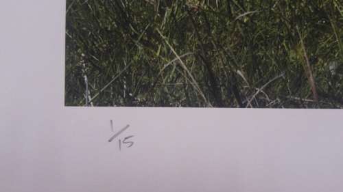 Signed James Oatway photograph "Bos Primigenius - Cow"