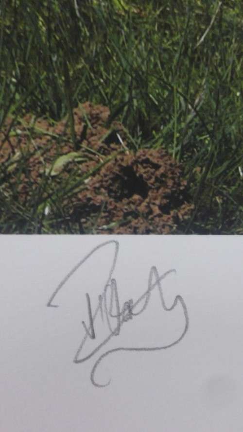 Signed James Oatway photograph "Bos Primigenius - Cow"