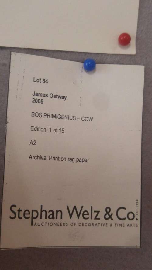 Signed James Oatway photograph "Bos Primigenius - Cow"