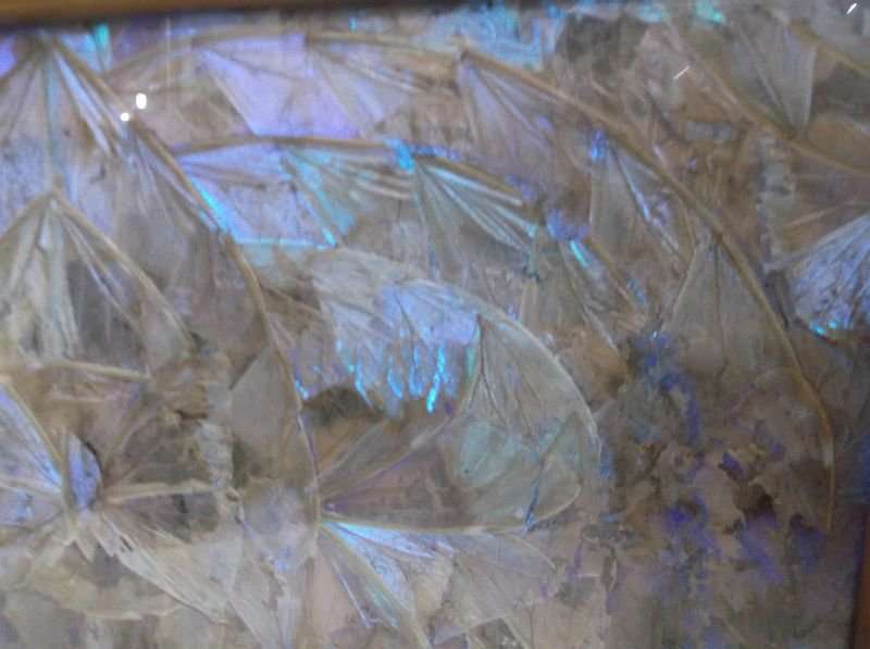 WOW !! A BREATHTAKINGLY BEAUTIFUL ART DECO TRAY ( WALL MOUNTED ) FILLED WITH GENUINE BUTTERFLY WINGS