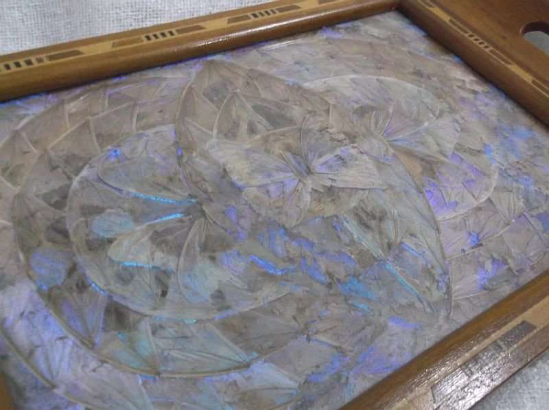 WOW !! A BREATHTAKINGLY BEAUTIFUL ART DECO TRAY ( WALL MOUNTED ) FILLED WITH GENUINE BUTTERFLY WINGS