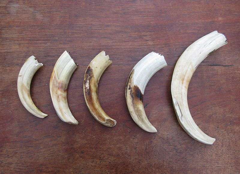 SUPER FIND !! A COLLECTION OF 5 VINTAGE IVORY WARTHOG TUSKS IN GRADUATING SIZES...BID FOR THE LOT !!