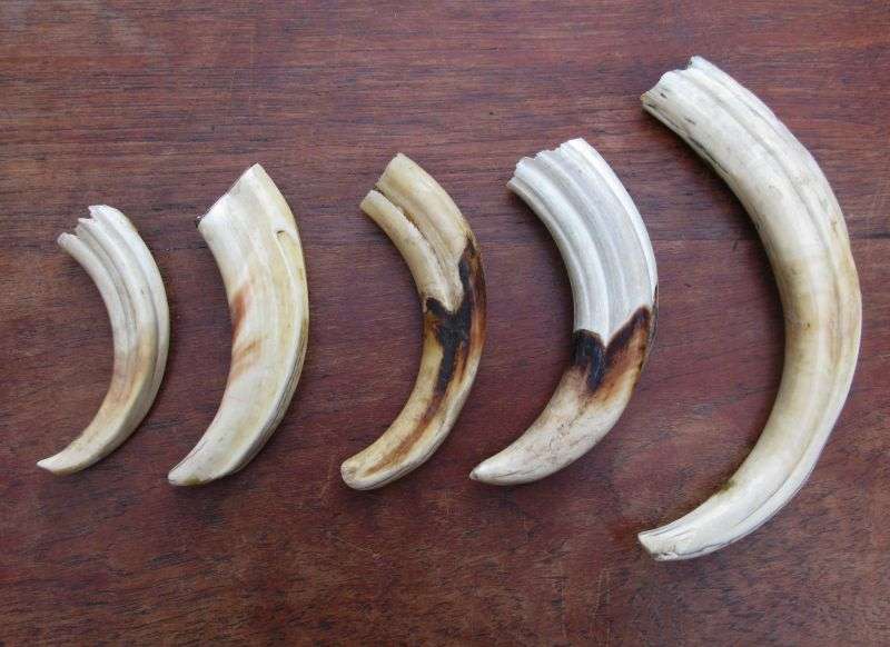 SUPER FIND !! A COLLECTION OF 5 VINTAGE IVORY WARTHOG TUSKS IN GRADUATING SIZES...BID FOR THE LOT !!