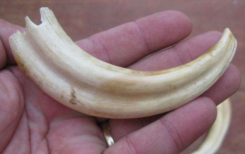 SUPER FIND !! A COLLECTION OF 5 VINTAGE IVORY WARTHOG TUSKS IN GRADUATING SIZES...BID FOR THE LOT !!