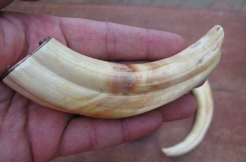 SUPER FIND !! A COLLECTION OF 5 VINTAGE IVORY WARTHOG TUSKS IN GRADUATING SIZES...BID FOR THE LOT !!