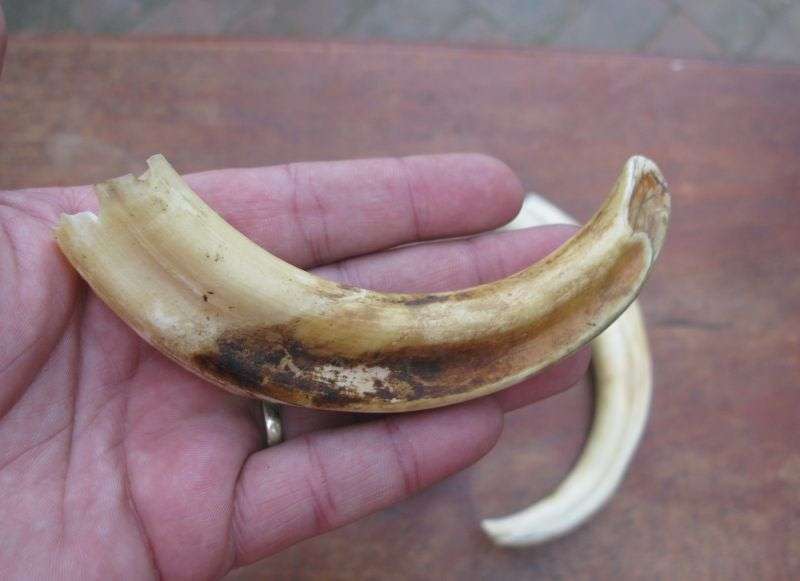 SUPER FIND !! A COLLECTION OF 5 VINTAGE IVORY WARTHOG TUSKS IN GRADUATING SIZES...BID FOR THE LOT !!