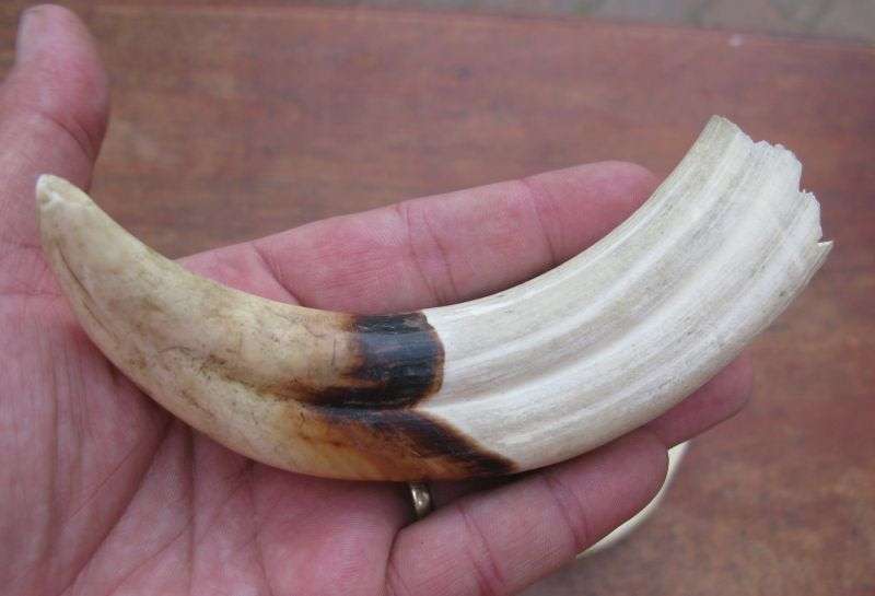 SUPER FIND !! A COLLECTION OF 5 VINTAGE IVORY WARTHOG TUSKS IN GRADUATING SIZES...BID FOR THE LOT !!