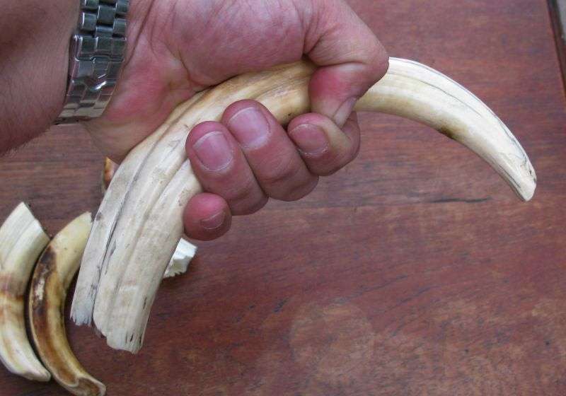 SUPER FIND !! A COLLECTION OF 5 VINTAGE IVORY WARTHOG TUSKS IN GRADUATING SIZES...BID FOR THE LOT !!