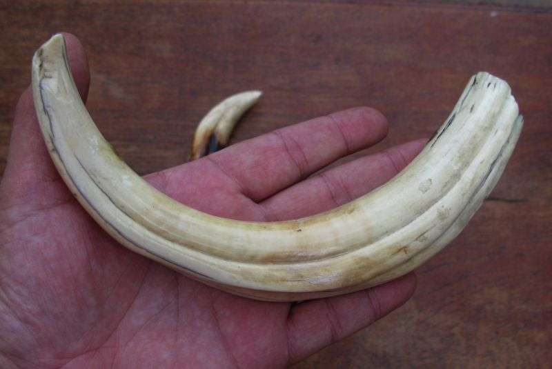 SUPER FIND !! A COLLECTION OF 5 VINTAGE IVORY WARTHOG TUSKS IN GRADUATING SIZES...BID FOR THE LOT !!
