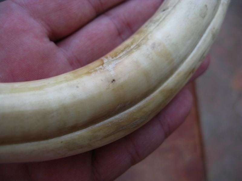 SUPER FIND !! A COLLECTION OF 5 VINTAGE IVORY WARTHOG TUSKS IN GRADUATING SIZES...BID FOR THE LOT !!