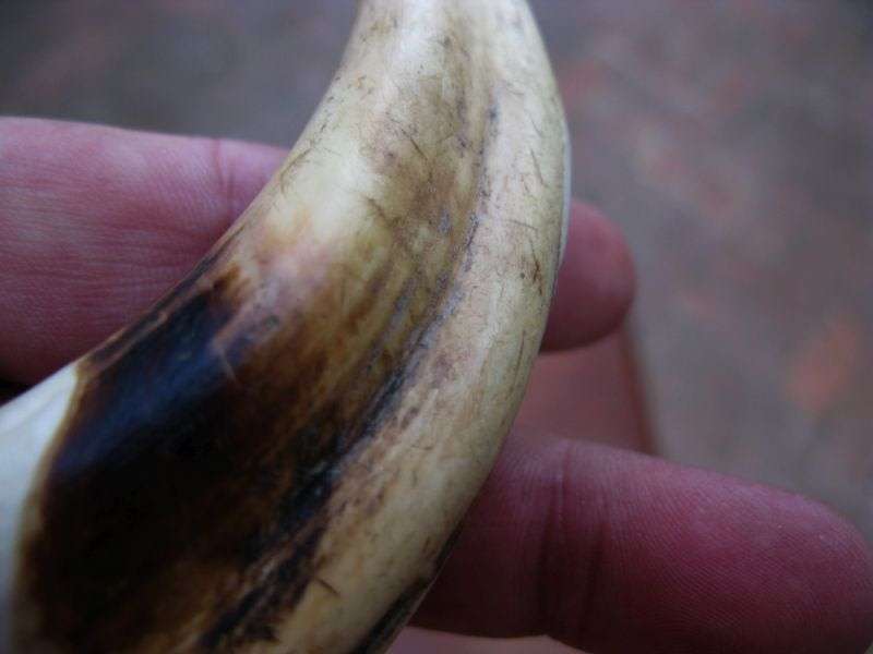 SUPER FIND !! A COLLECTION OF 5 VINTAGE IVORY WARTHOG TUSKS IN GRADUATING SIZES...BID FOR THE LOT !!