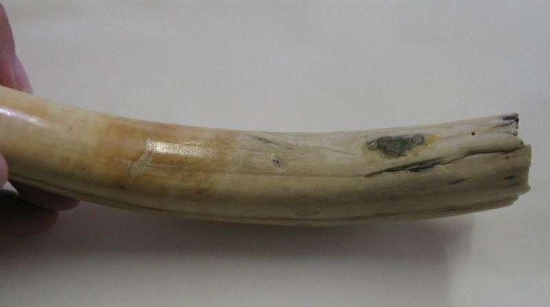 SUPER FIND !! A COLLECTION OF 5 VINTAGE IVORY WARTHOG TUSKS IN GRADUATING SIZES...BID FOR THE LOT !!