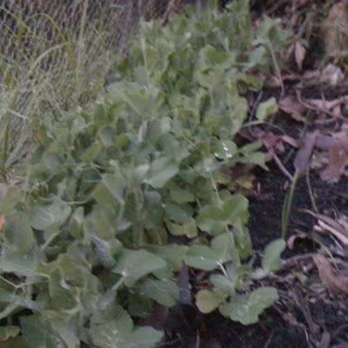 Greenfeast - Pisum Sativum 'Greenfeast' - Pea 'Greenfeast' Seeds