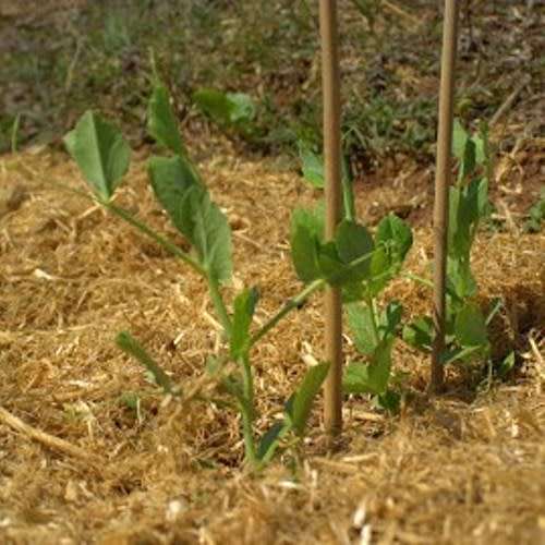 Greenfeast - Pisum Sativum 'Greenfeast' - Pea 'Greenfeast' Seeds