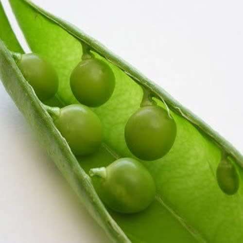 Greenfeast - Pisum Sativum 'Greenfeast' - Pea 'Greenfeast' Seeds