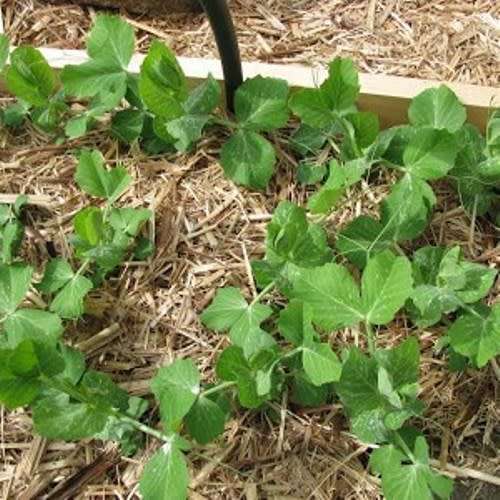 Greenfeast - Pisum Sativum 'Greenfeast' - Pea 'Greenfeast' Seeds