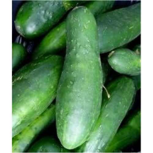 Ashley - Cucumis sativus 'Ashley' - Cucumber 'Ashley' Seeds