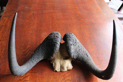 Beautiful Wildebeest Horns