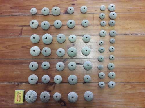 Sea Urchins (pampoentjies)