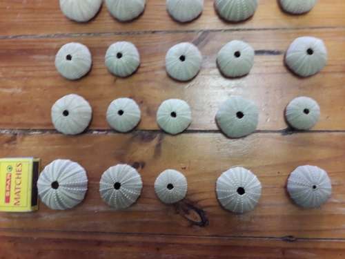 Sea Urchins (pampoentjies)