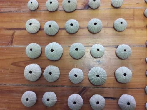 Sea Urchins (pampoentjies)