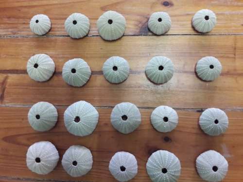 Sea Urchins (pampoentjies)