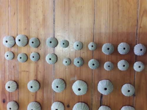 Sea Urchins (pampoentjies)