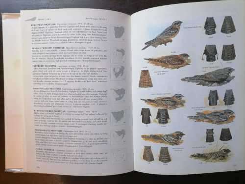 Sasol Birds of Southern Africa