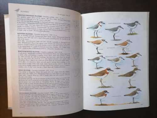 Sasol Birds of Southern Africa