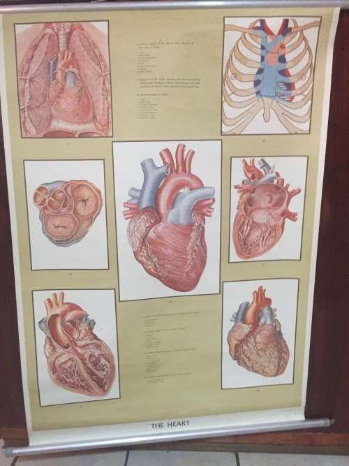 Rare Ernst Klett Verlag Anatomy poster