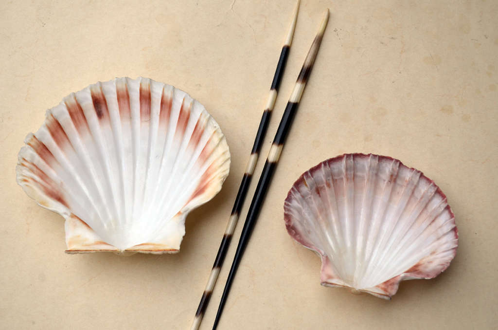 Two vintage Scallop shells measuring 10 cm and 13 cm respectively with two Porcupine quills.
