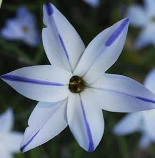 IRVIN MARIEMUTHOO IPHEON (STARFLOWER)  BULBS