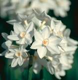 NARCISSUS - PAPERWHITE BULBS