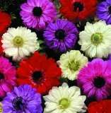 ANEMONE (DoubleS) BULBS PLANT NOW!!!