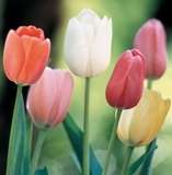 ****TULIP MIXED COLOURS - PACK OF 12 ****