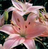 ***LILIUM ASIATIC BULBS - SOFT PINK***