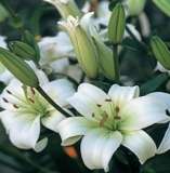 ***LILIUM ASIATIC BULBS - WHITE***