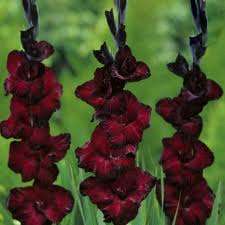 ***GLADIOLI  BULBS - BLACK STAR***