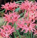 ***BEAUTIFUL NERINE BULBS - LAST STOCK ! ! ! ***