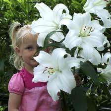 ***HUGE CASABLANCA LILY   ***