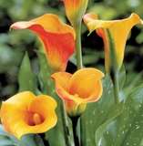 ***AWESOME ARUMS - HOT SHOT !***