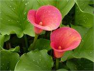 ***AWESOME ARUMS - INFERNO ! ***