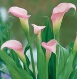 ***AWESOME ARUMS - REHMANII-  PACK OF 4 !***