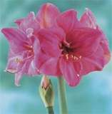 ***AMARYLLIS BULB S - MILADY - BEAUTIFUL  ****