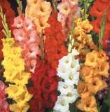 ***GLADIOLI  BULBS - RAINBOW MIX ! ***