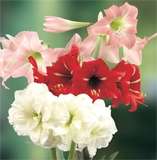 ***AMARYLLIS BULBS - SONATINI ASSORTED COLOURS  ****