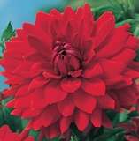 ***DAHLIA BULBS - DINNER PLATE RED ****