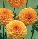 ***DAHLIA BULBS - AMUSING ****