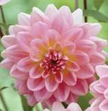 ***DAHLIA BULBS - GERRIE HOEK ****